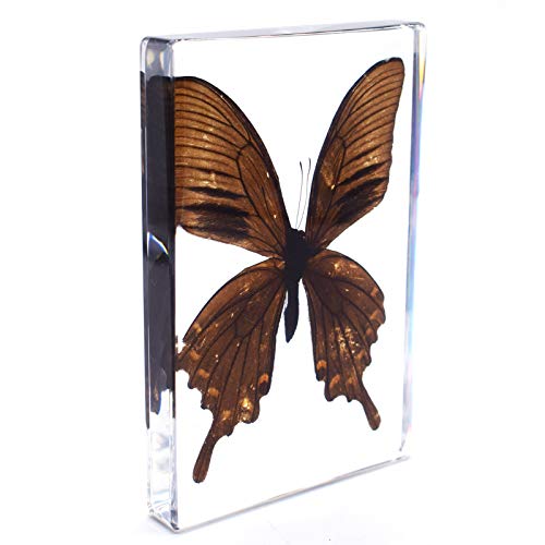 Голем Вистински Пеперутка Примероци Примероци Колекција Paperweight Paperweights Наука Училница Екран 5.3x3.5x0.6 Инчи