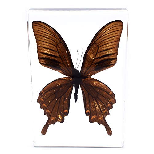 Голем Вистински Пеперутка Примероци Примероци Колекција Paperweight Paperweights Наука Училница Екран 5.3x3.5x0.6 Инчи