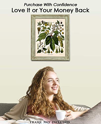 Гроздобер Хопс Растенијата Ѕид Уметност Печатење (8x10) Фото Формулиран Направи Голема Соба Ѕид Оркестарот Подарок Идеја